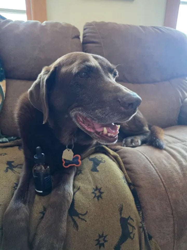Supplied dog photo